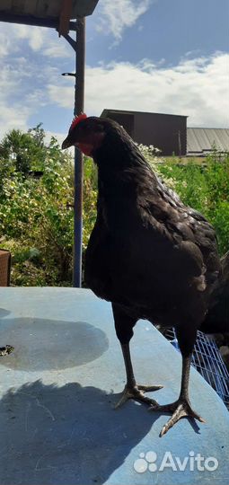 Породная птица