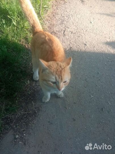 Котик в добрые руки