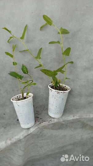 Калистегия плющелистная Флоре Плено