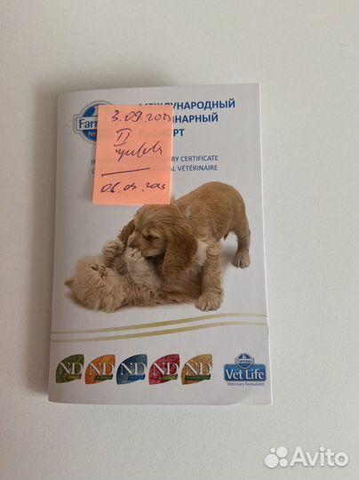 Котик в добрые руки