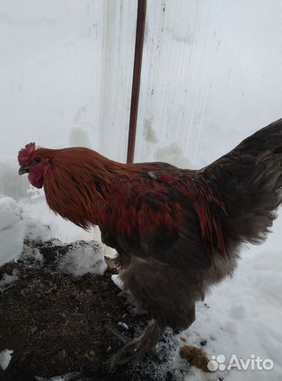 Петух Кохинхин