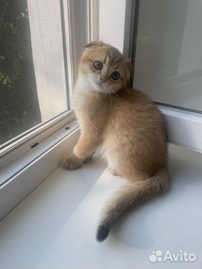 Котята золотая шиншилла