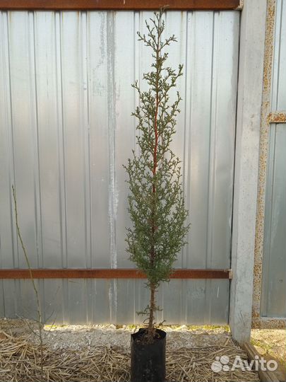 Кипарис раскидистый