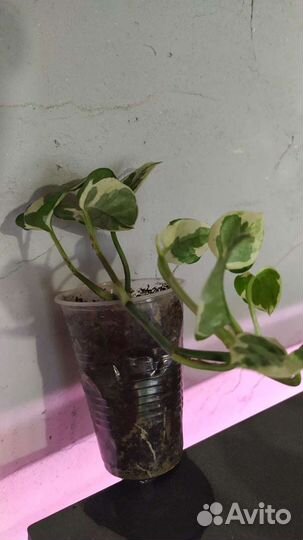 Сциндапсус эпипремнум