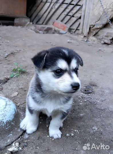 Щенки сибирской хаски