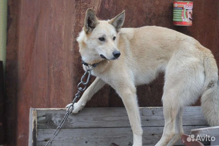 Собаки бесплатно