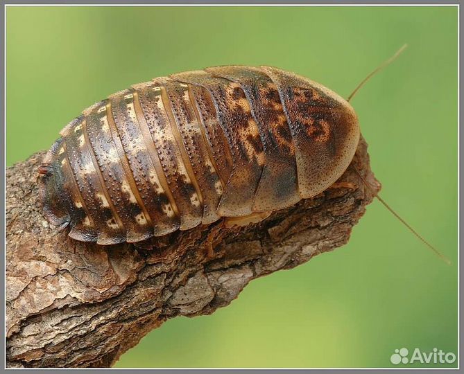 Сверчки и тараканы