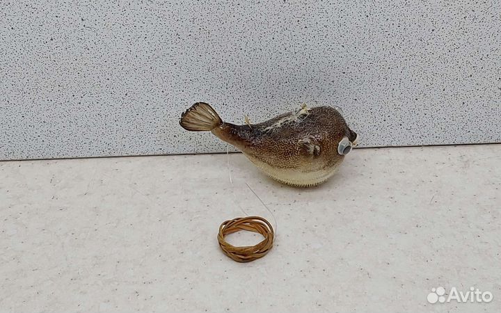 Рыба Попугай 6,6 морской сувенир подарок