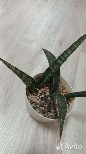 Сансивиерии сортовые