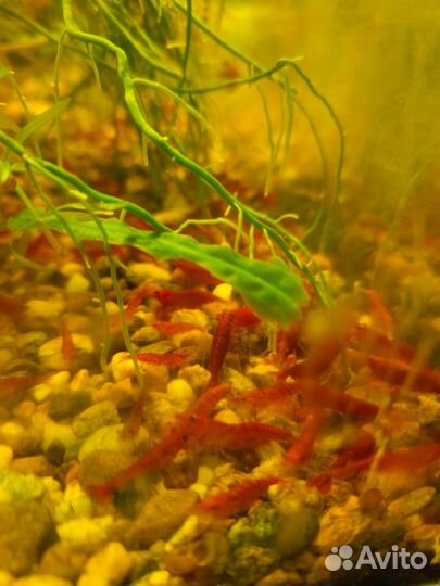 Креветки анциструсы