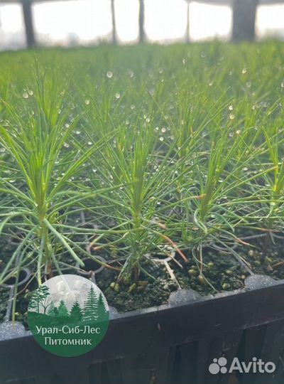 Зкс и окс Сосна Ель Лиственница сеянцы Голуб горн