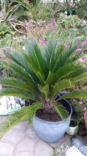 Пальма Вашингтония Нитеносная