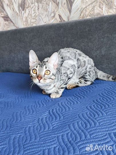 Бенгальский котёнок серебро девочка