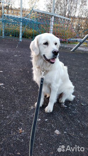 Передержка домашних животных/выгул собак