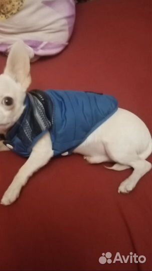 Комбинезон для маленькой собаки