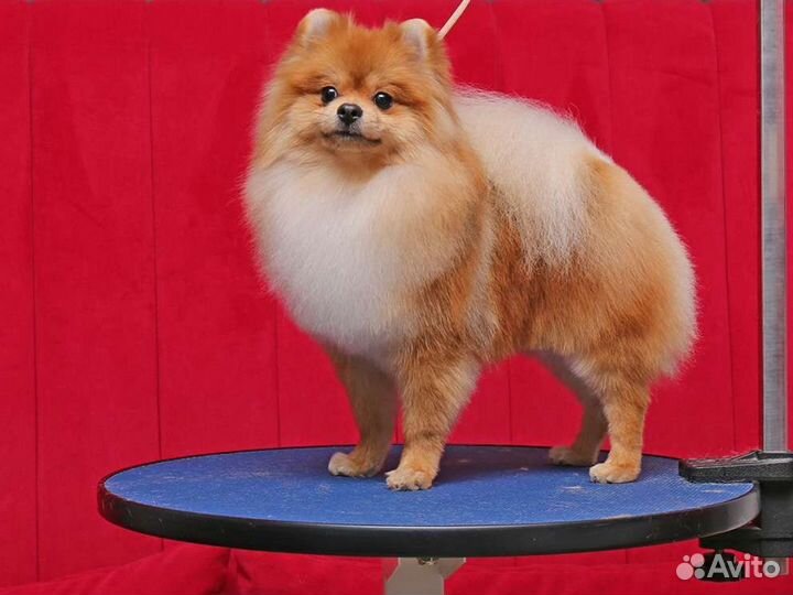 Груминг собак и кошек