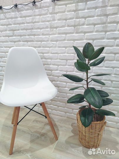 Фикус каучуконосный 85 см