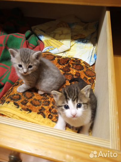 Котятки окраса вискас