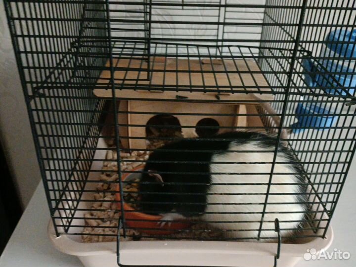 Декоративная крыса с клеткой