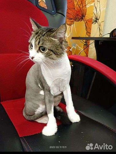 Стрижка кошек,котов всех пород