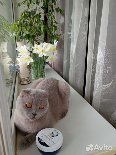 Продам котят