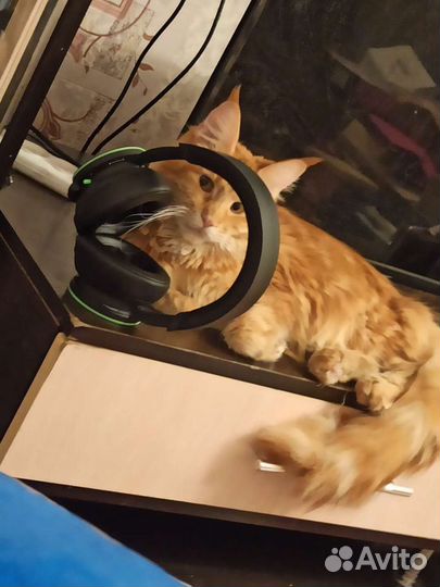 Котята Мэйнкуны