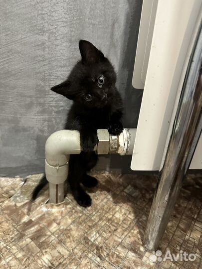 Котята бесплатно