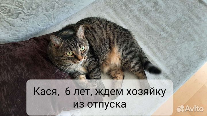 Зооняня, котоняня