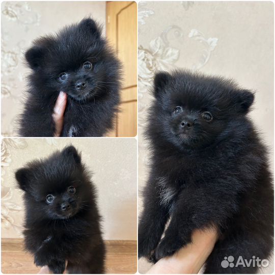 Щенки шпица мерле