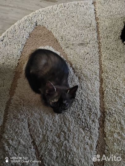 Котята от домашней кошки