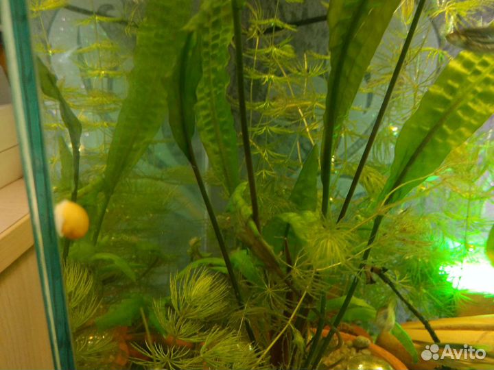 Улитки аквариумные ампулярии