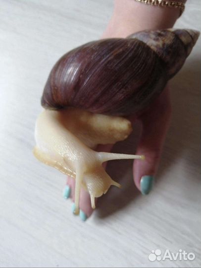 Передержка животных