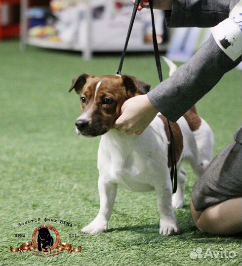 Вязка Джек рассел терьер