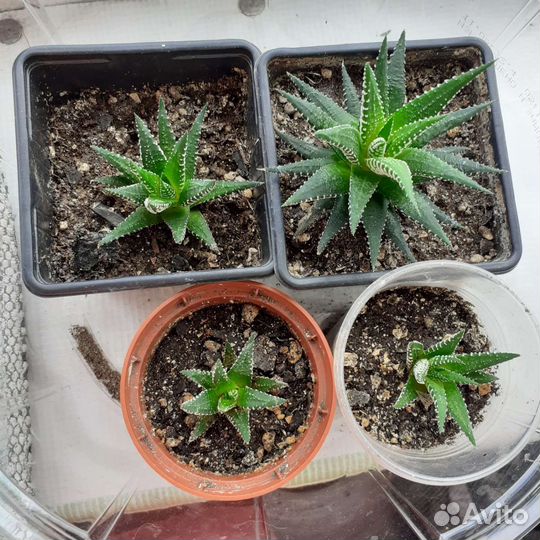 Алоэ лечебный