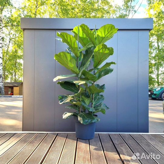 Фикус Лирата