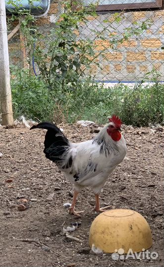 Петушки молодые 4 месяца