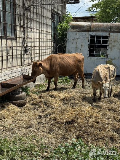 Коровы и телки