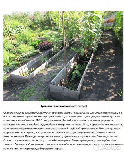 Саженцы винограда