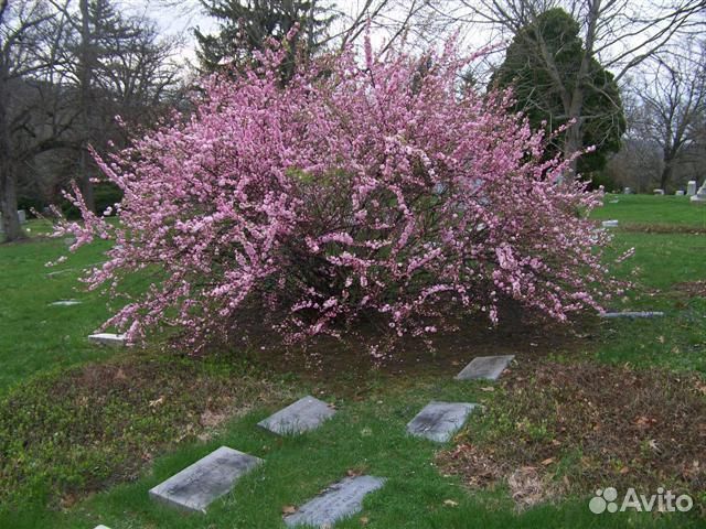 Луизеания сорт 