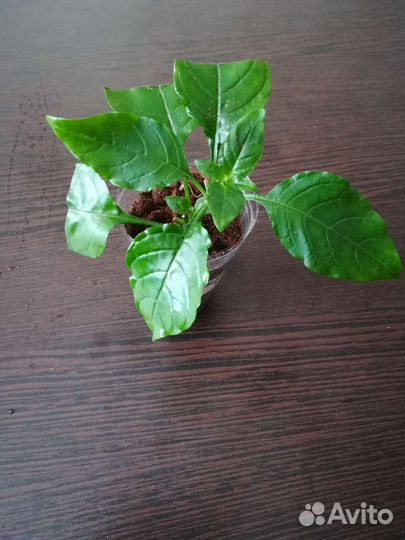 Кроссандра