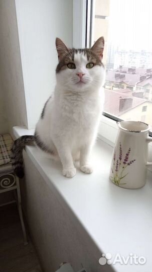 Кошечка в добрые руки