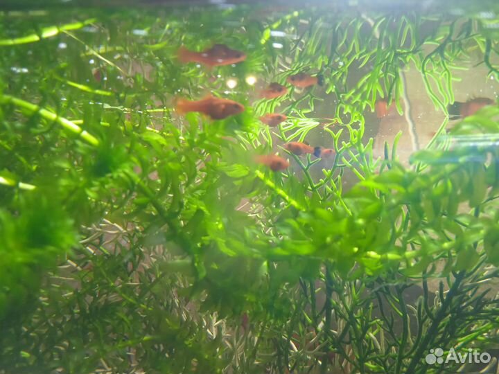 Аквариумные рыбки
