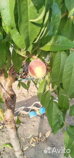 Саженец персика