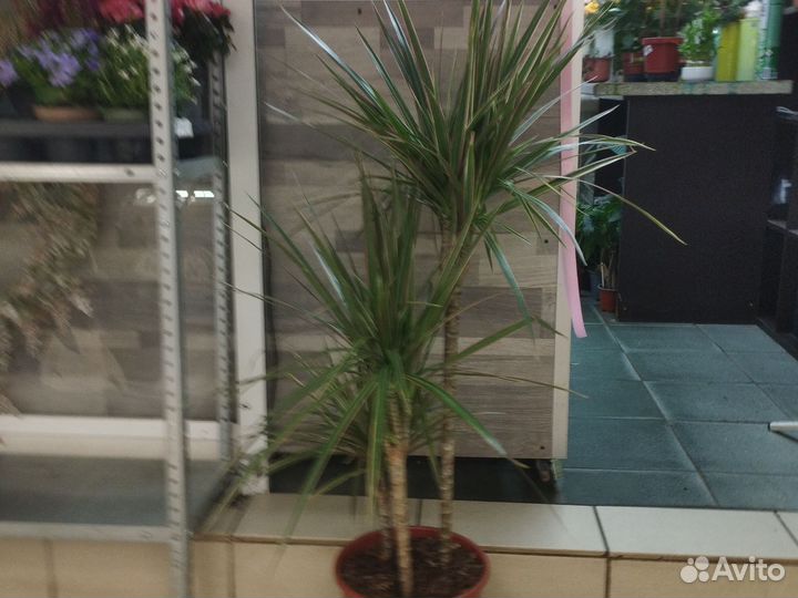 Драцена маргината биколор 3 ствола