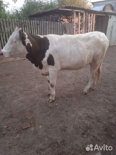 Телка 1.4 мес