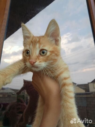 Кошка в дар бесплатно