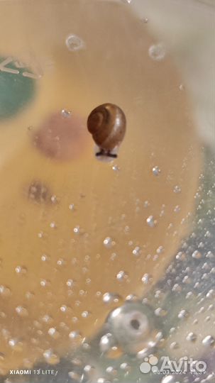 Улитки виноградные маленькие