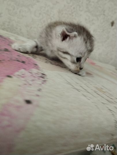 Кошка в дар бесплатно