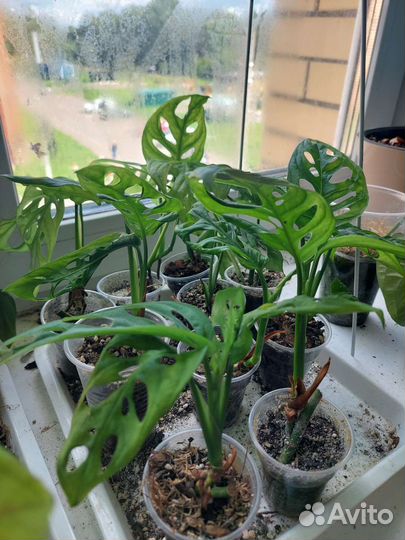 Монстера манки маск