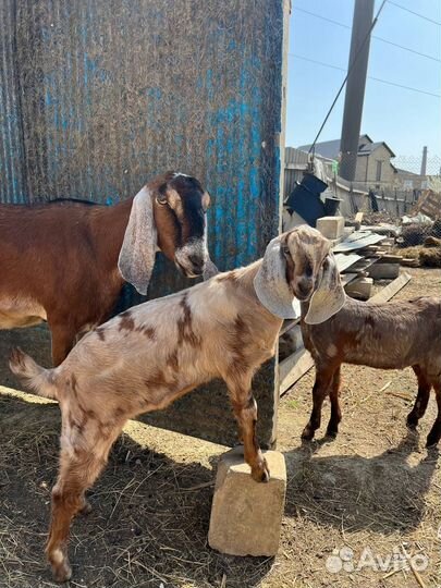 Козлик англо-нубийский